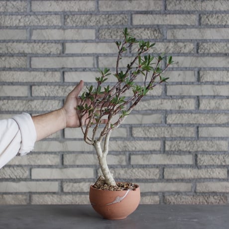Euphorbia tardieuana / T.W. × N/OH (5号)  no.510/6