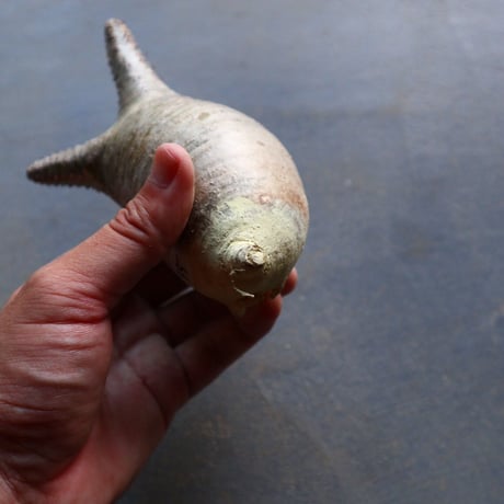 パキポディウム グラキリス 抜苗  Pachypodium rosulatum var. gracilius no.92935