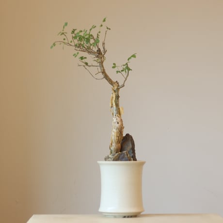 Bursera fagaroides × Atsushi Funakushi (4号鉢)  no.323/14