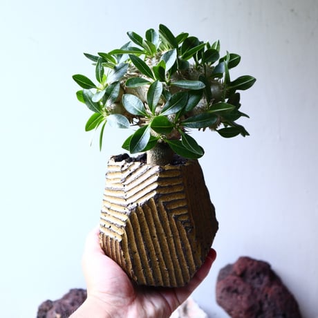 パキポディウム  エブレネウム  恵比寿笑い（接）Pachypodium eburneum    no.001