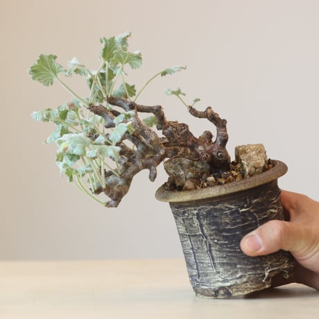 Pelargonium mirabile × Masato Akutsu   no.309-4