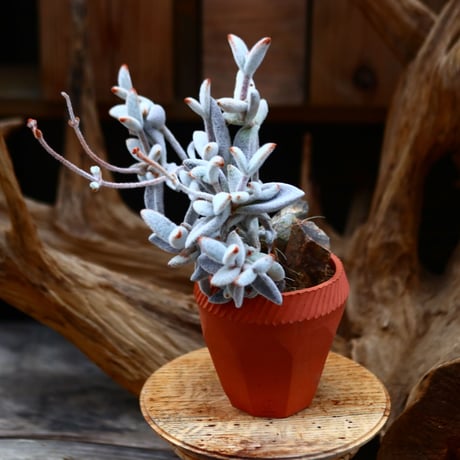 カランコエ  セピア / Kalanchoe eriophylla  no.22684