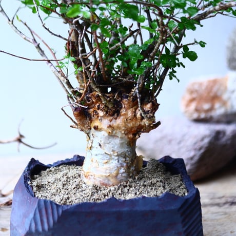 コミフォラ フンベルティ commiphora humbertii   no.92719