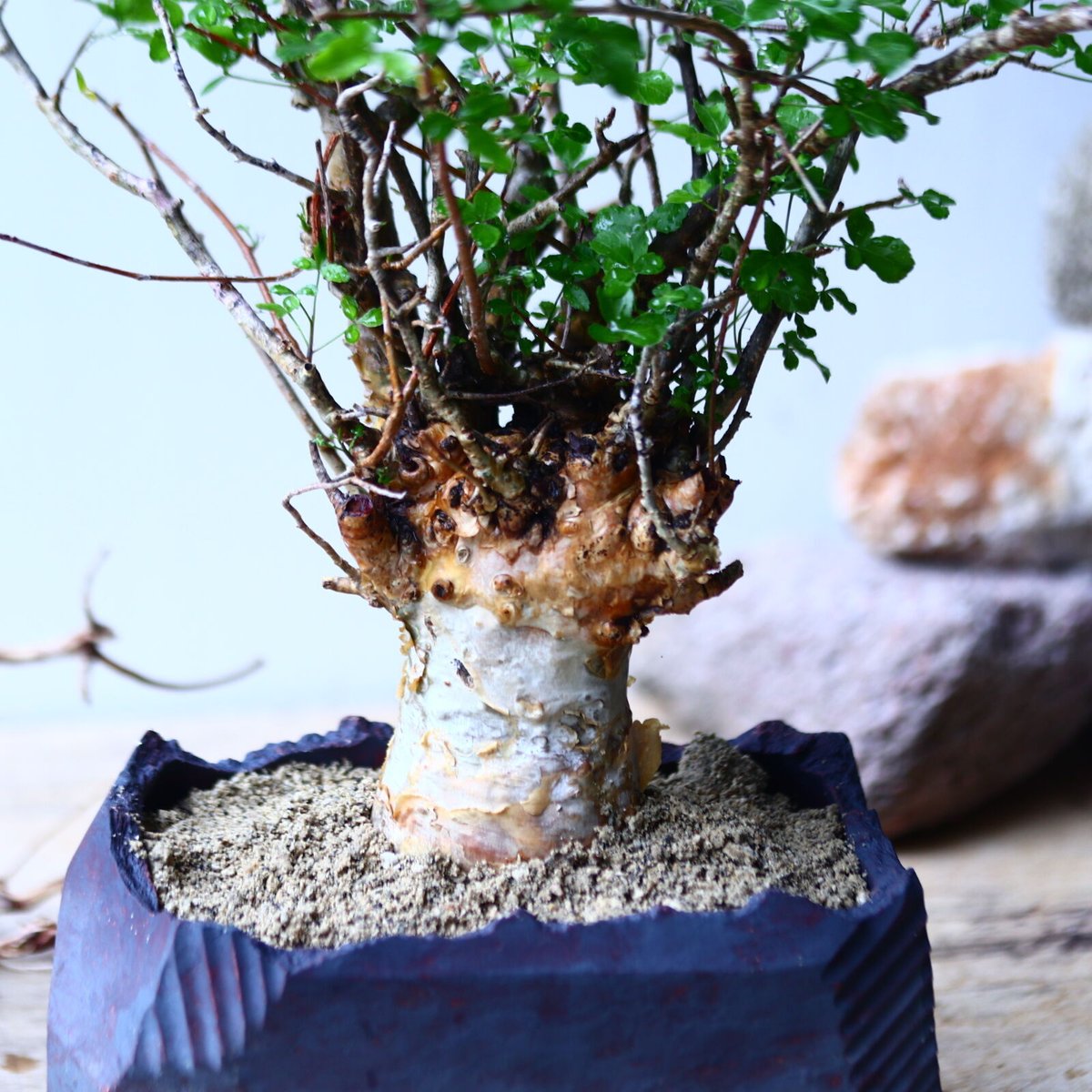コミフォラ　フンベルティCommiphora humbertii　大株　発根済み F1 発根済 commiphora humbertii コミフォラ フンベルティ – KOMO