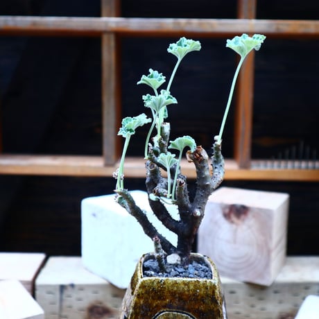 ぺラルゴ二ウム   エキナツム／Pelargonium  lechinatum   no.72518