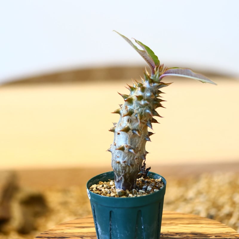 パキポディウム バロニー(実生)/ Pachypodium baronii no.514 パキポディウム バロニー(実生)/ Pachypodium baronii no.514