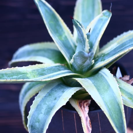 アガベ  コーネリアス    Agave americana 'Cornelius'     no.30615