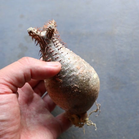 パキポディウム グラキリス 抜苗  Pachypodium rosulatum var. gracilius no.92927
