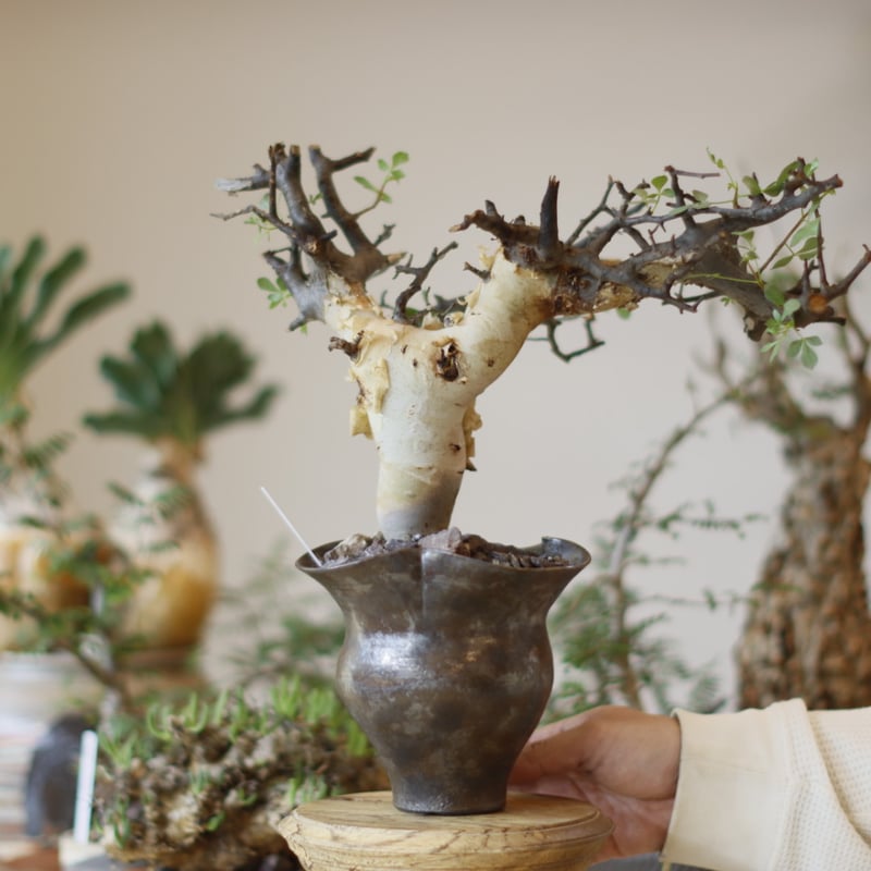 塊根植物 コミフォラ カタフ ピュア Commiphora kataf pure Commiphora