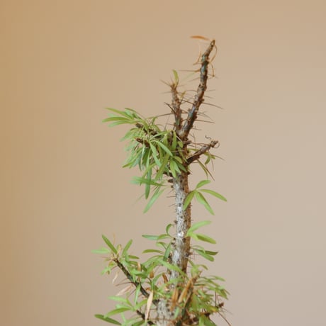 Fouquieria purpusii × N/OH   no.228-4