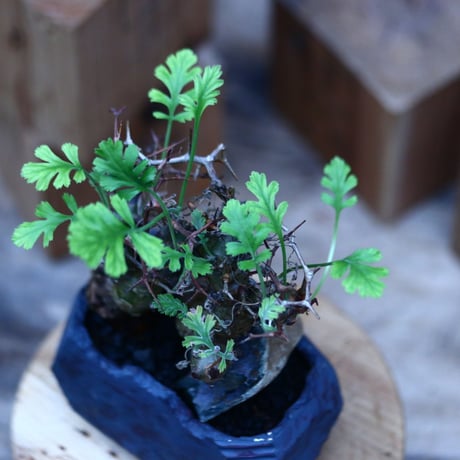 ペラルゴニウム  クリズミフォリウム／Pelargonium crithmifolium    no.10964