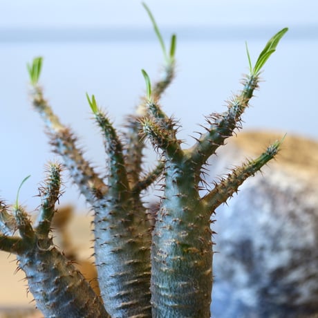 Pachypodium gracilius   no.32407