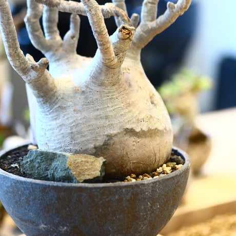 たけろうポット × Pachypodium  gracilius   no.72366