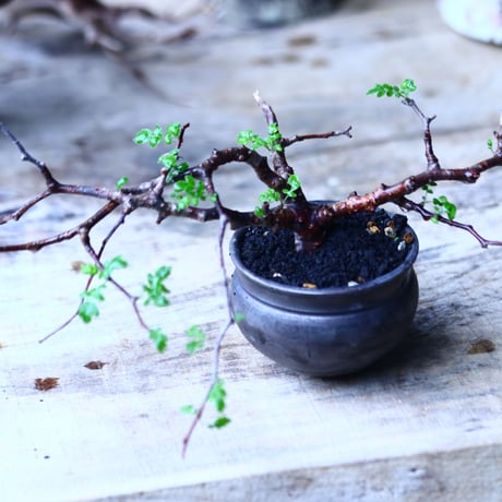 コミフォラ モンストローサ   Commiphora monstrosa   no.92720
