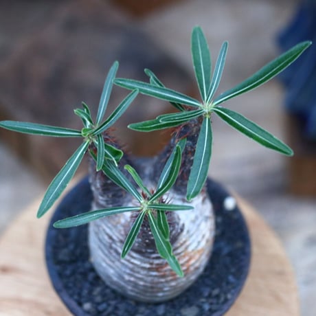 パキポディウム  グラキリス／Pachypodium  gracilius       no.120551