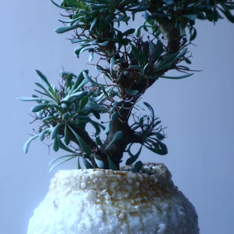 オトンナ  ユーフォルビオイデス 実生　Othonna  euphorbioides  no.20203