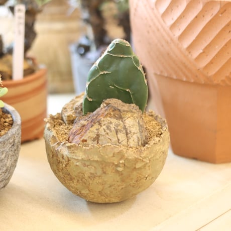 Opuntia zebrina f. reticulata (亀甲団扇) × たけろうポット   no.112-26