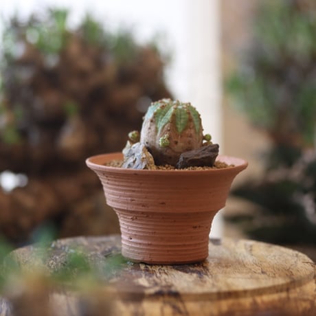 Euphorbia  symmetrica × N/OH   no.81885