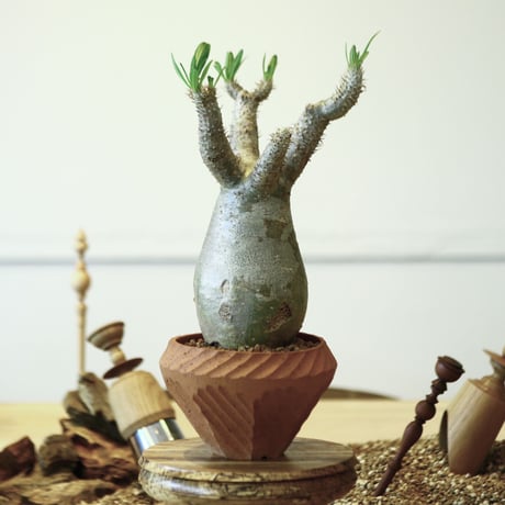 inopinatum | STORES