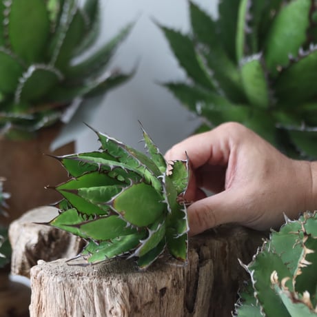 U.S. horrida (Agave horrida) / Style of Chika　no.1203-67
