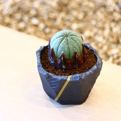 N/OH × Euphorbia obesa    no.61803