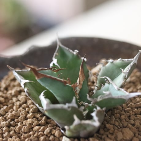 Agave titanota"FO-076" × N/OH　no.51930