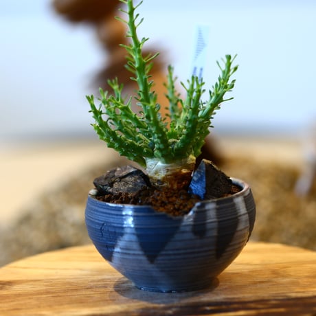 Euphorbia gorgonis × N/OH   no.11402