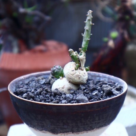 ユーフォルビア グロボーサ    Euphorbia globosa       no.42521