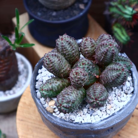 ユーフォルビア  オベサ hyb. ／Euphorbia obesa  hyb.    no.51648