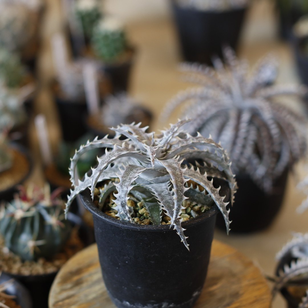 Dyckia 'Evil Wing' x 'Goiyat' (3号鉢) no.1226/45