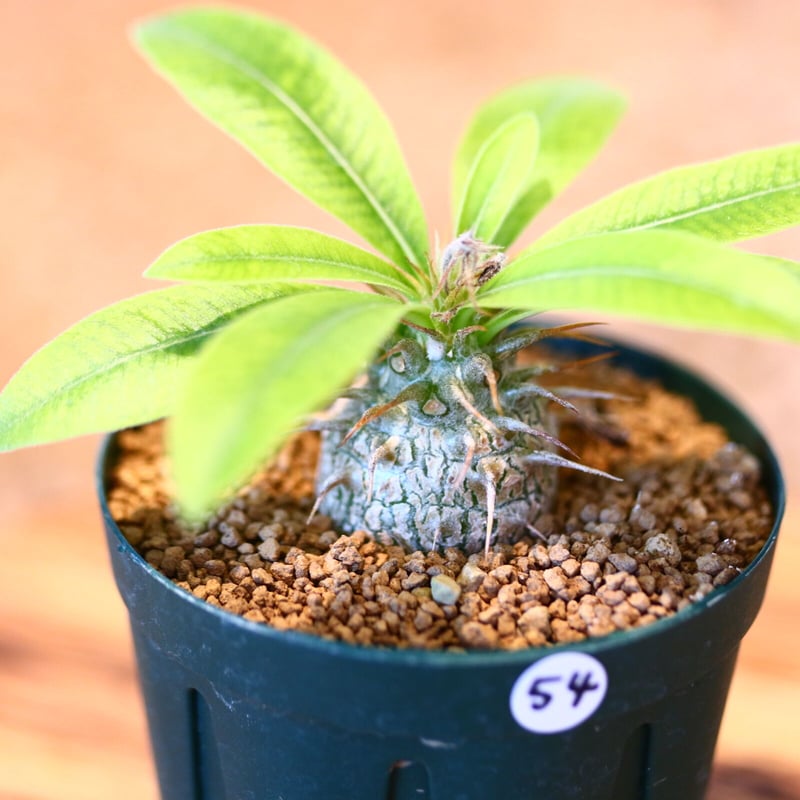 パキポディウム マカイエンセ(実生) / Pachypodium Makayense no