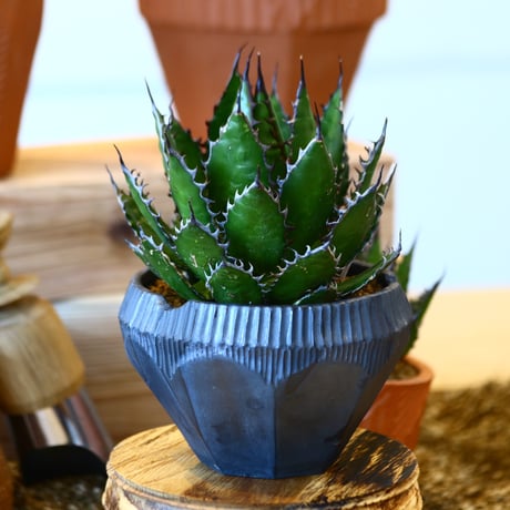 N/OH × Agave horrida   no. 111930