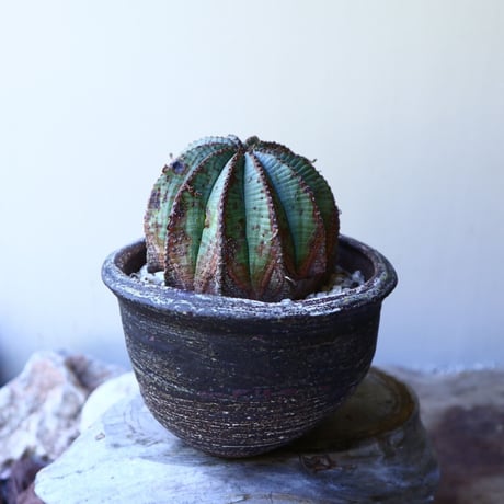 ユーフォルビア  バリダ  hyb   Euphorbia valida  hyb   no.60210