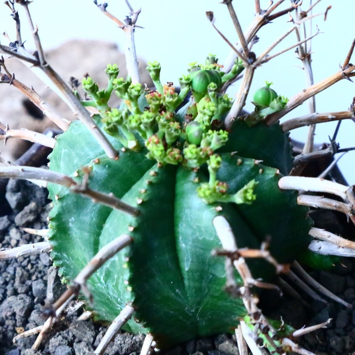 リトープス トップレッド メセン 札付き 抜き苗 多肉植物