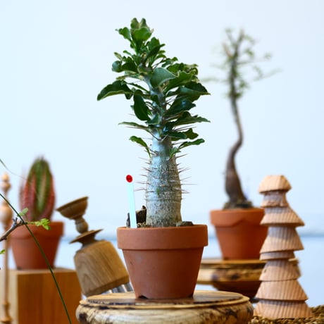 YAMABACHI × Pachypodium saundersii    no.91044