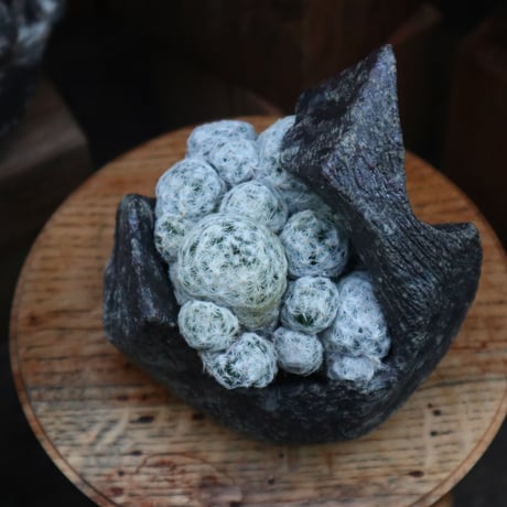 マミラリア 姫春星／Mammillaria humboldtii v.    no.121814-2