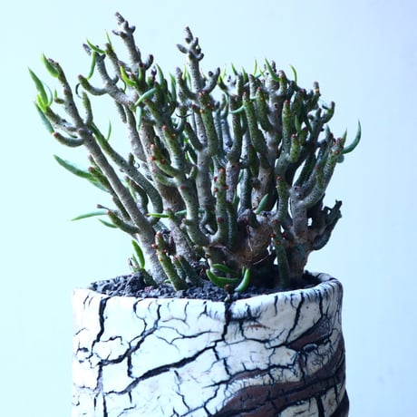 チレコドン  ブッコルジアヌス   Tylecodon  buchholzianus   no.21643
