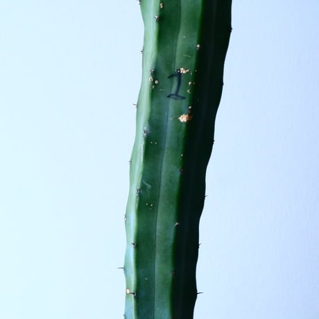 テフロカクタス    ゲオメトリクス   Tephrocactus geometricus  No.030
