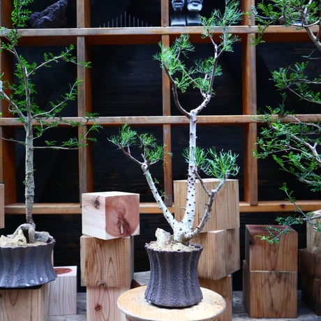 コミフォラ  クラウセリアナ／Commiphora  kraeuseliana   no.62654