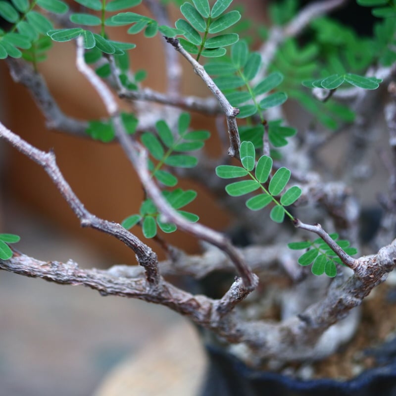 センナメリディオナリス センナ メリディオナリス／Senna meridionalis no.72411 | 芽の巣山