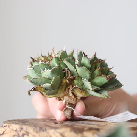 Agave titanota filigree Devil/ Style of Chika　no.42136