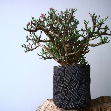チレコドン  ブッコルジアヌス   Tylecodon  buchholzianus  No.017