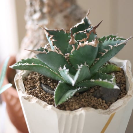 Agave titanota"FO-076"× N/OH 　no.51216