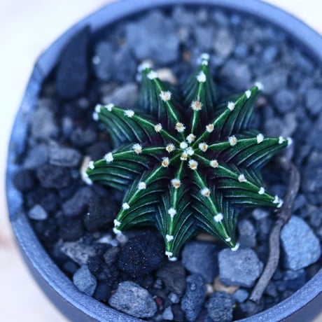 ギムノカリキウム   フィードリッフィーLB2178／Gymnocalycium friedrichii    no.10961
