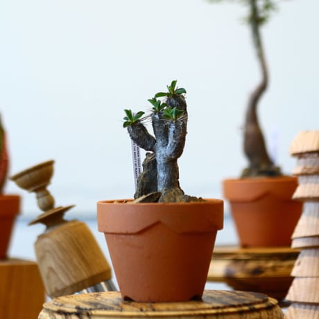 YAMABACHI × Euphorbia guillauminiana   no.91032