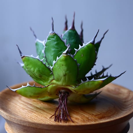 アガベ ホリダ    Agave horrida     no.1025-5