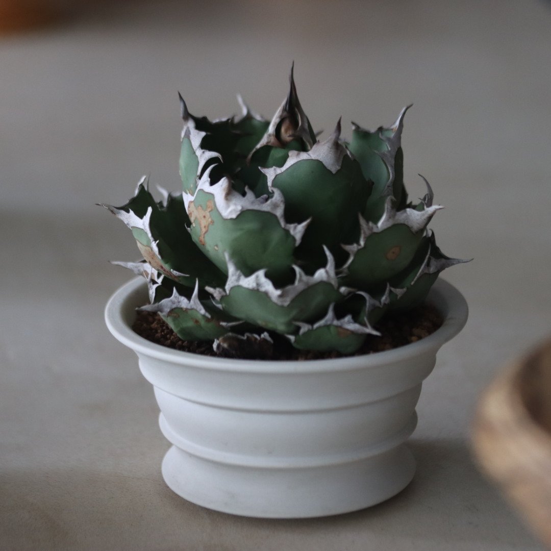 Agave titanota 姫厳竜 × たけろうポット no.714/54 | 芽の巣山