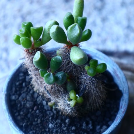 アドロミクス  ポエルニツィアヌス   神想曲  Adromischus poellnitzianus  no.20204