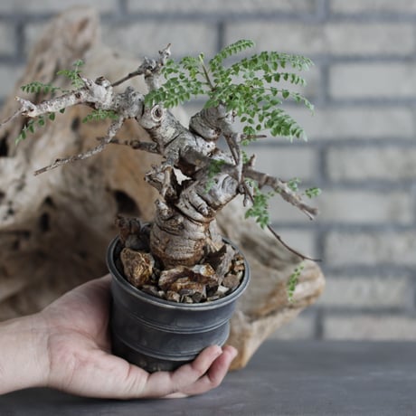 Boswellia neglecta × Yuta Uchida (3.5号)  no.629-41