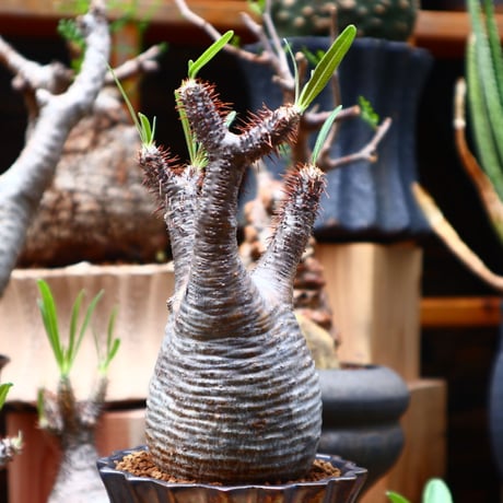 パキポディウム  グラキリス／Pachypodium  gracilius    no.71021